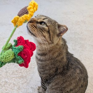 Gato en adopción: Duque atigrado y cariñoso