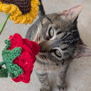 Gata en adopción Enriqueta: joven, cariñosa y juguetona
