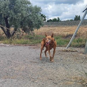 Perro senior en adopción: Federico noble y cariñoso
