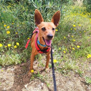 Perro pequeño en adopción Gorrión, alegre y cariñoso