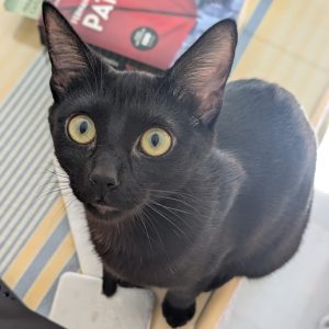 Sade gata cariñosa y juguetona en adopción responsable