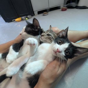 Uno de tres gatos cachorros comunes europeos en adopción
