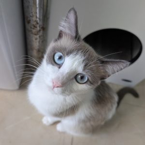 Bella gata en adopción cariñosa y muy mimosa