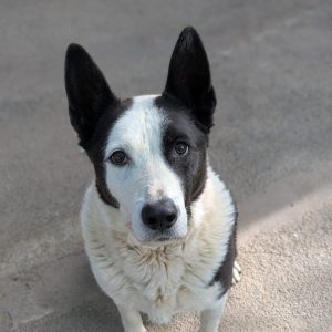 Perro en adopción: Gus sociable y cariñoso que busca una familia
