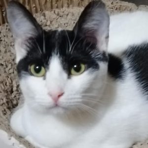 Luna gata en adopción: sociable, cariñosa y juguetona