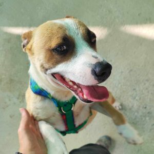 Pepe perro joven en adopción: cariñoso, activo y muy sociable