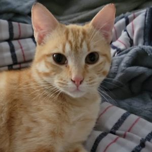 Toby gato joven en adopción cariñoso y juguetón