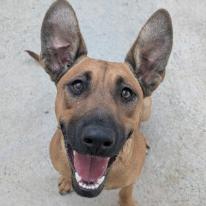 Bibi perra en adopción: joven, grande y cariñosa