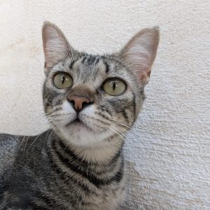 Chati gata en adopción: joven, juguetona y tranquila
