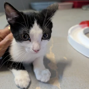 Chumbo gato en adopción: mimoso, juguetón y tranquilo