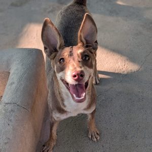 Dulce perra podenca joven: en adopción alegre y muy cariñosa