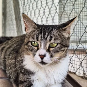 Filomena gata en adopción: tranquila, tierna y cariñosa