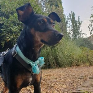 Hermi perra pequeña en adopción: tranquila cariñosa y muy noble