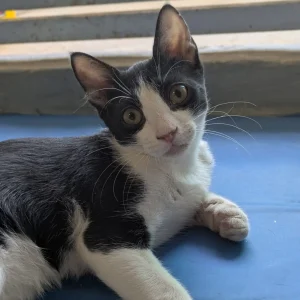 Higo gato en adopción: curioso, juguetón y mimoso