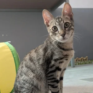 Melón gato en adopción: juguetón, mimoso y sociable