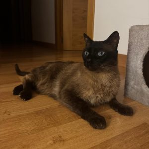 Nalo gato en adopción: cariñoso y tranquilo
