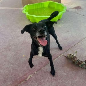 Patty perra en adopción: es alegre y muy cariñosa