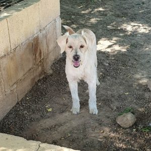 Pinky perro en adopción: es noble, tranquilo y muy cariñoso