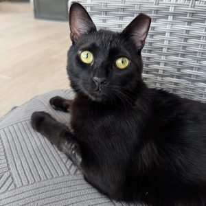 Romeo gato en adopción: cariñoso y apto como gato único