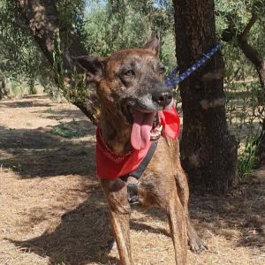 Sany perra en adopción: joven, cariñosa y sociable