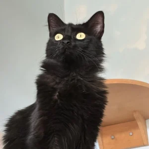 Kiri, una gata de pelo negro y largo en adopción mirando algo con los ojos amarillos muy abiertos