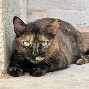 Amapola, una gata tranquila y noble en adopción