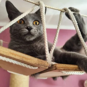Blue, un gato ruso azul sociable y juguetón en adopción