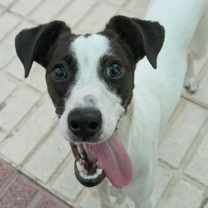 Chiki es una cachorra activa y muy sociable en adopción