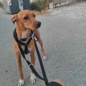 Curro es un perro mestizo dulce y muy sociable en adopción