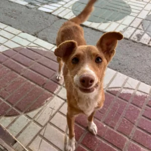 Elva es una perra senior tranquila y segura de sí misma en adopción
