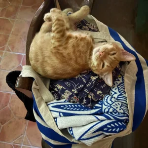 Gaspy, un gatito naranja con los ojos casi cerrados descansando sobre una bolsa y una silla