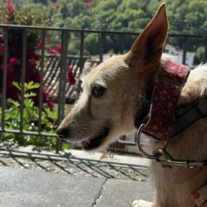 Guinda, una perra de pelo canela dulce y equilibrada en adopción