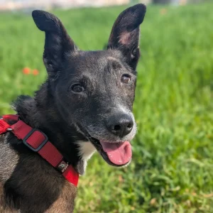 Nani, una perra senior dulce y educada en adopción