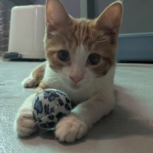 Nilo, gatito naranja muy tierno en adopción