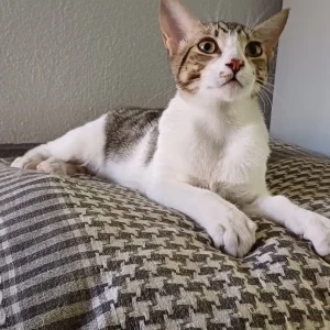 Morty, gatito juguetón y cariñoso en adopción