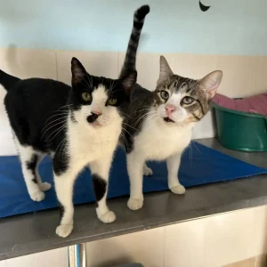 Luna y Teo, gata y gato inseparables en adopción