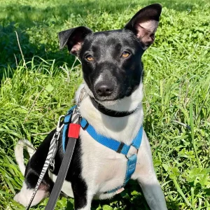 Fuga, una compañera mestiza blanca y negra, activa y juguetona en adopción