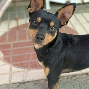 Gio, un perro pequeño, alegre y aventurero en adopción