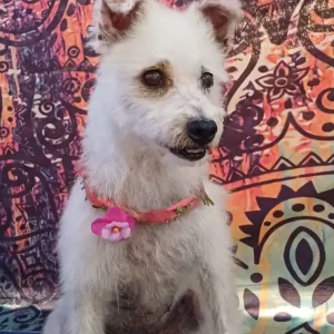 Rachel, una compañera mestiza blanca, dulce y cariñosa en adopción