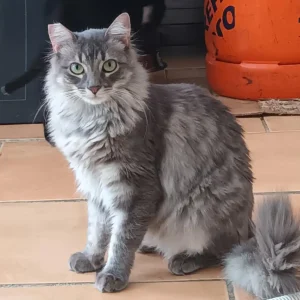 Trudi, una gata europea común dulce y de gran belleza en adopción