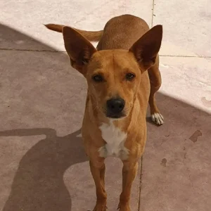 Winky, un perro mestizo marrón, tranquilo y exclusivo en adopción